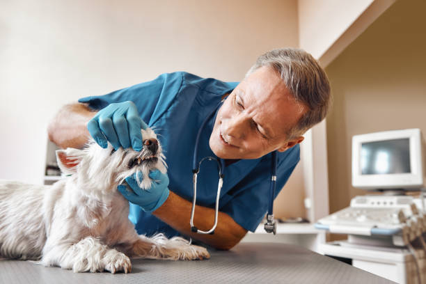 Best Emergency Tooth Extraction in Garberville, CA